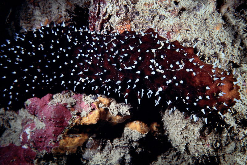 Holothuria forskali (Delle Chiaje, 1823)